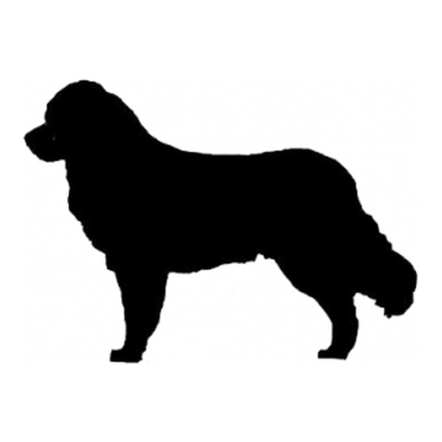Bernese Mountain Dog (Steady Stance)