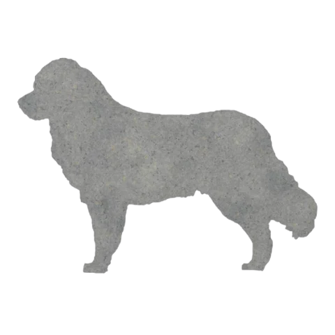 Bernese Mountain Dog (Steady Stance)