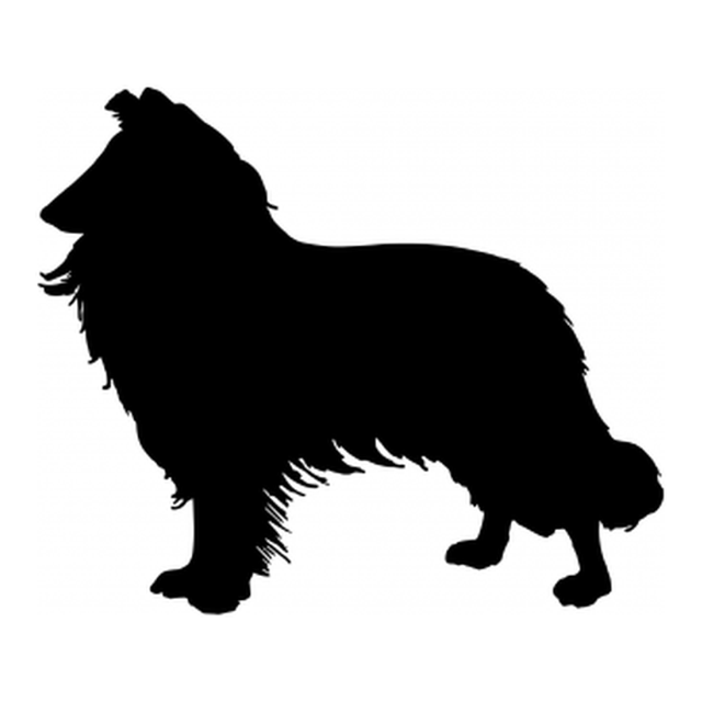 Border Collie (Cheerful Pant)