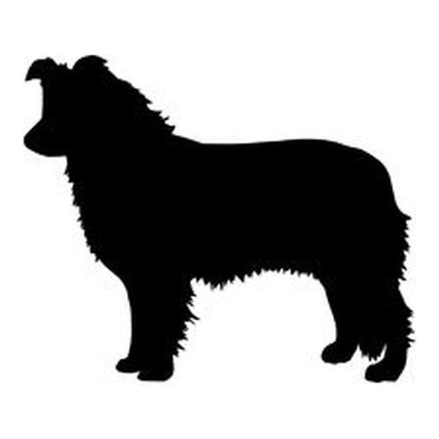 Border Collie (Herding Crouch)