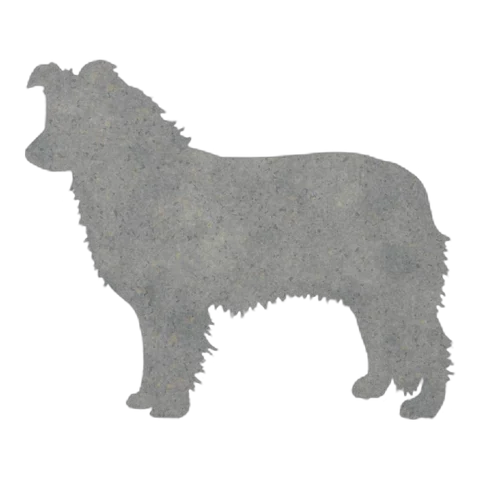 Border Collie (Herding Crouch)