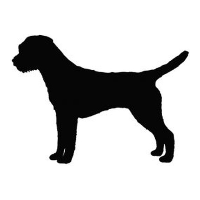 Border Terrier (Curious Trot)