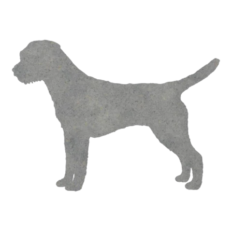 Border Terrier (Curious Trot)