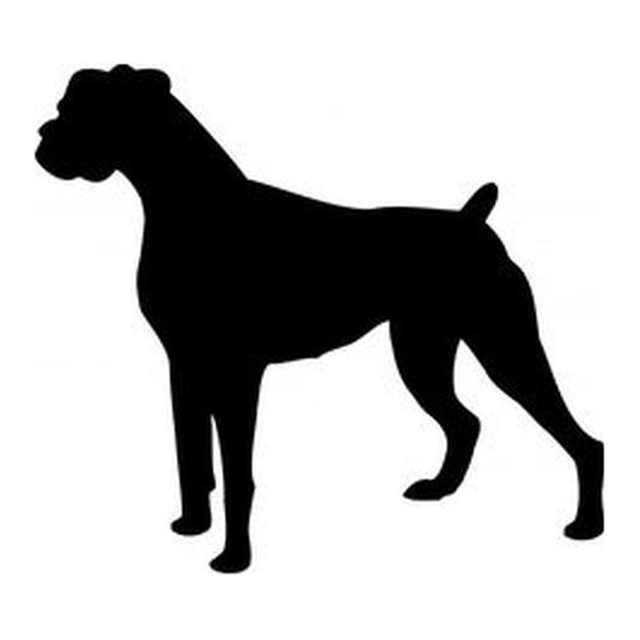 Boxer (Alert Gaze)
