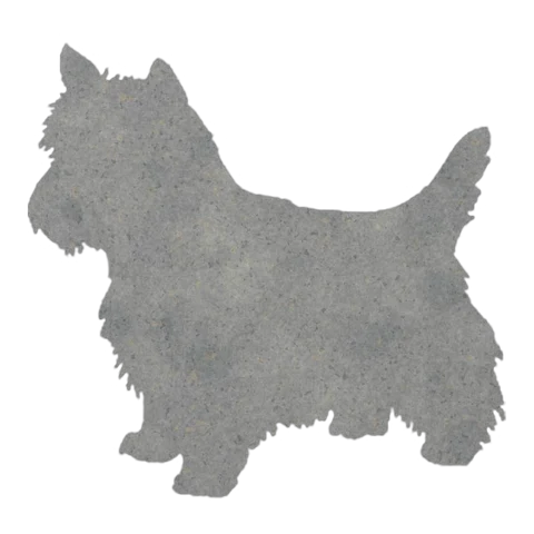 Cairn Terrier (Windswept Coat)