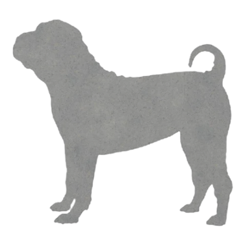 Chinese Shar Pei