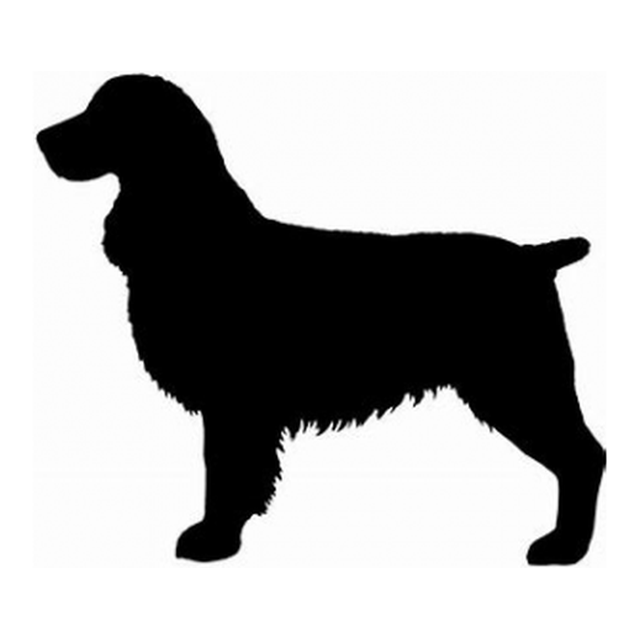English Springer Spaniel (Gentle Stance)
