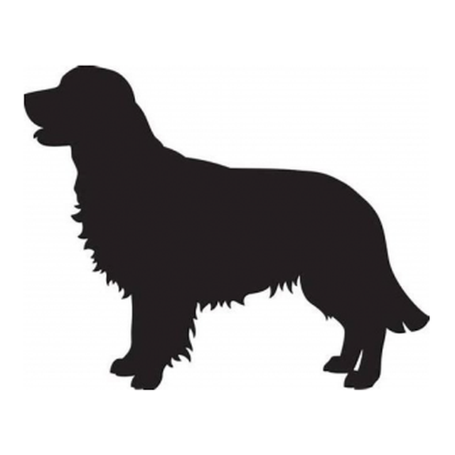 Golden Retriever (Steady Walk)