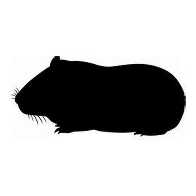 Guinea Pig (Curious Whiskers)