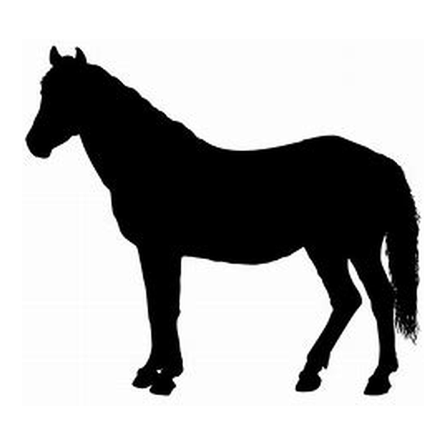Horse (Gentle Walk)
