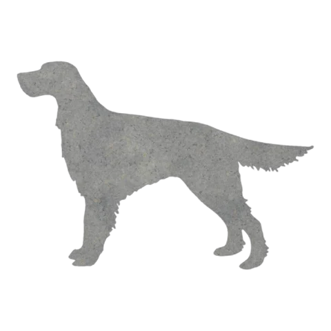 Irish Setter