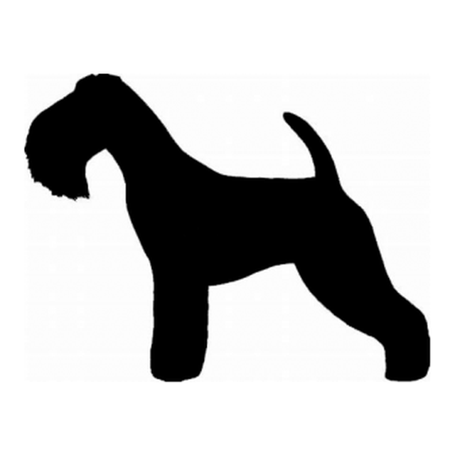 Lakeland Terrier (Perky Stance)