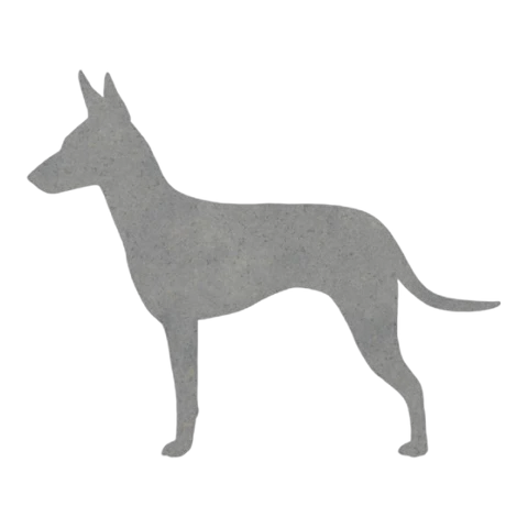 Manchester Terrier