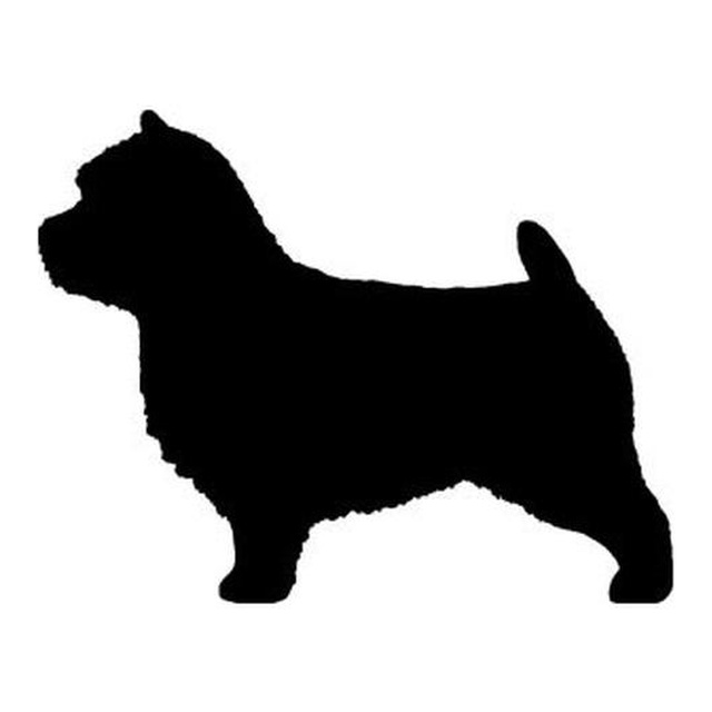 Norwich Terrier (Perky Stance)