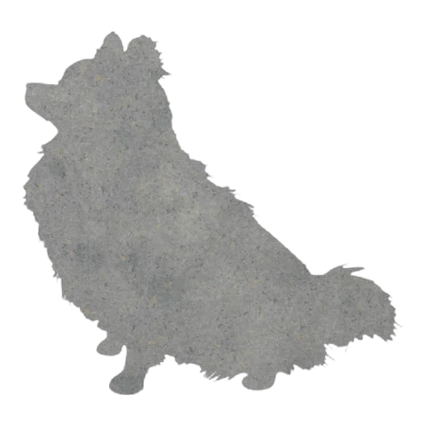 Pomeranian (Cosy Sit)