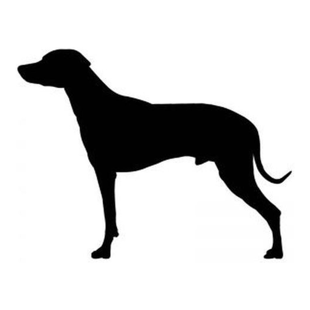 Rhodesian Ridgeback (Sleek Stance)