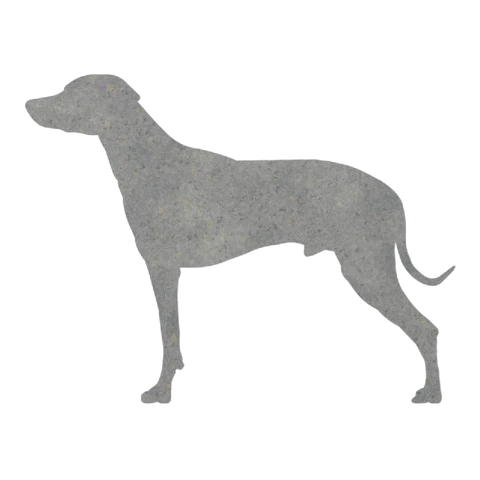 Rhodesian Ridgeback (Sleek Stance)