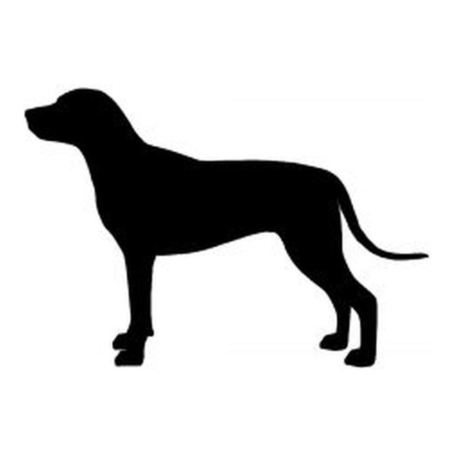 Rhodesian Ridgeback (Alert Stance)