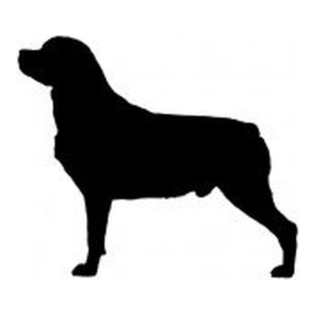 Rottweiler (Alert Stance)