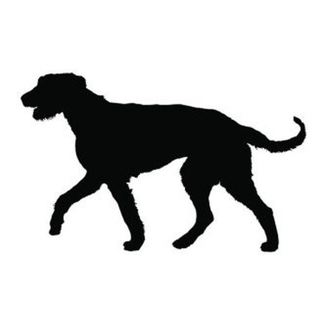 Scottish Deerhound (Gentle Walk)
