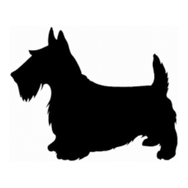 Scottish Terrier (Alert Stance)