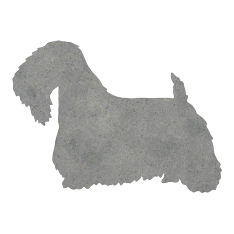Sealyham Terrier