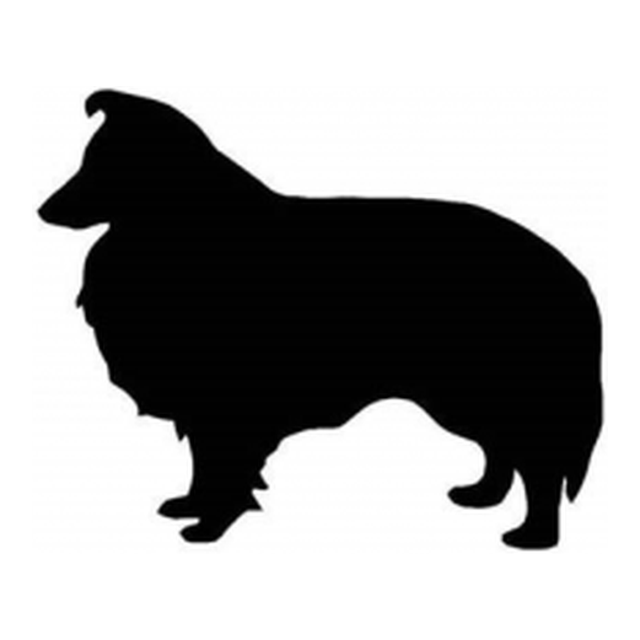 Shetland Sheepdog (Gentle Stance)