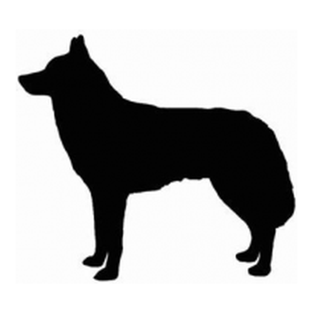 Siberian Husky (Alert Stance)