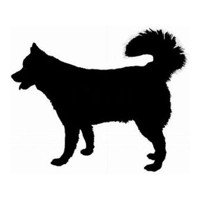 Siberian Husky (Curled Tail)