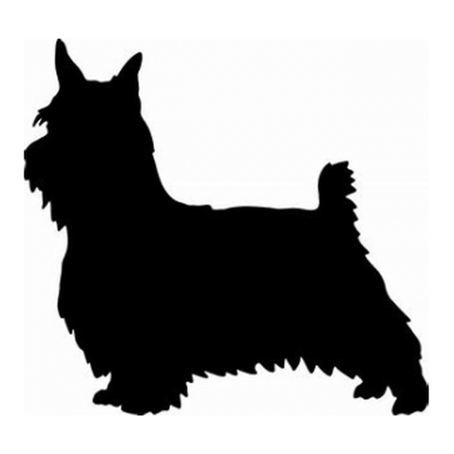 Silky Terrier (Alert Stance)