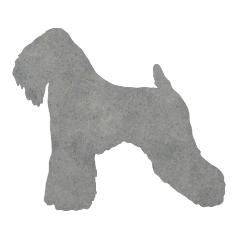 Soft Coated Wheaten Terrier
