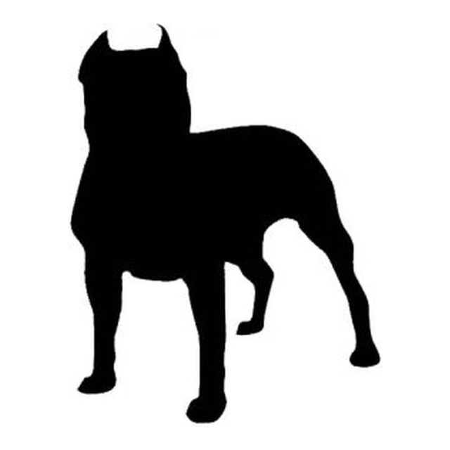 Staffordshire Bull Terrier (Alert Stance)