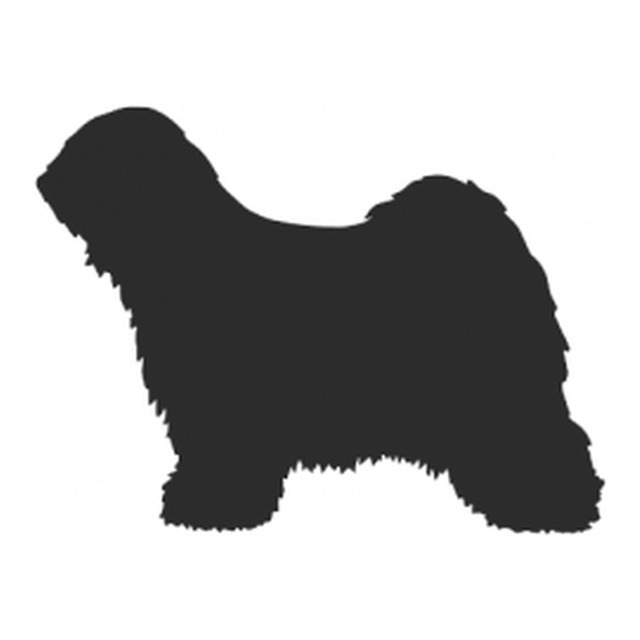 Tibetan Terrier (Shaggy Coat)