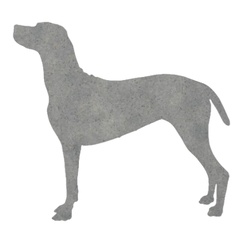 Vizsla (Sleek Stance)