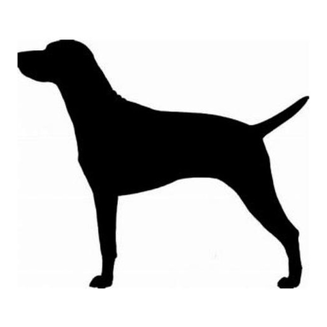 Vizsla (Alert Stance)