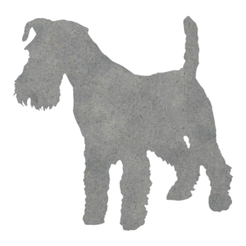 Welsh Terrier