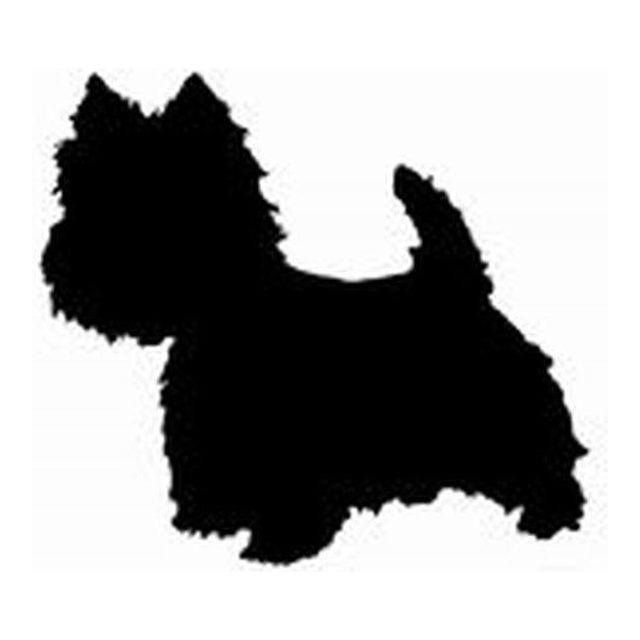 West Highland White Terrier (Curious Stance)