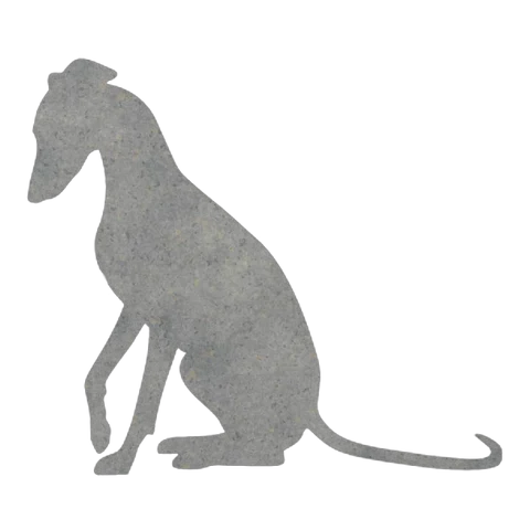 Whippet (Quiet Sit)