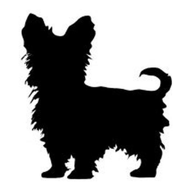 Yorkshire Terrier (Curled Tail)