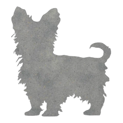 Yorkshire Terrier (Curled Tail)